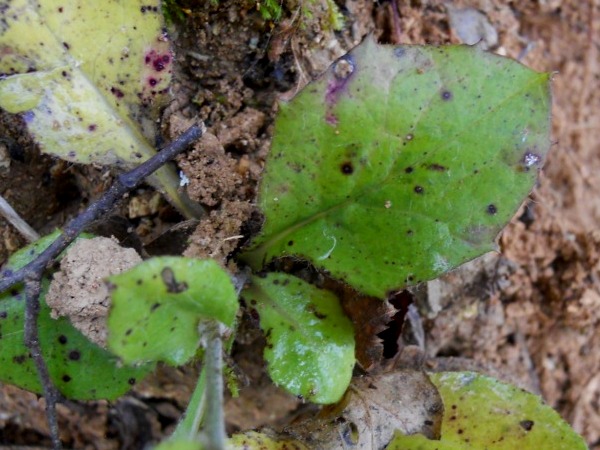 Hieracium sp. (Asteraceae)